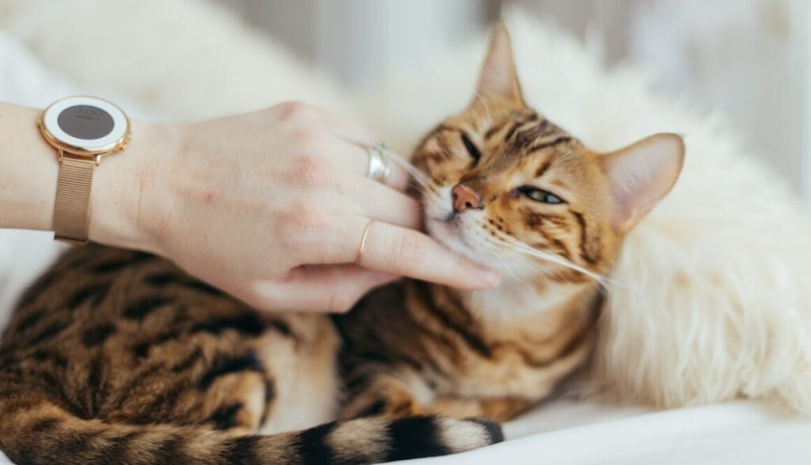Photo Jak dbać o zdrowie jamy ustnej u kota